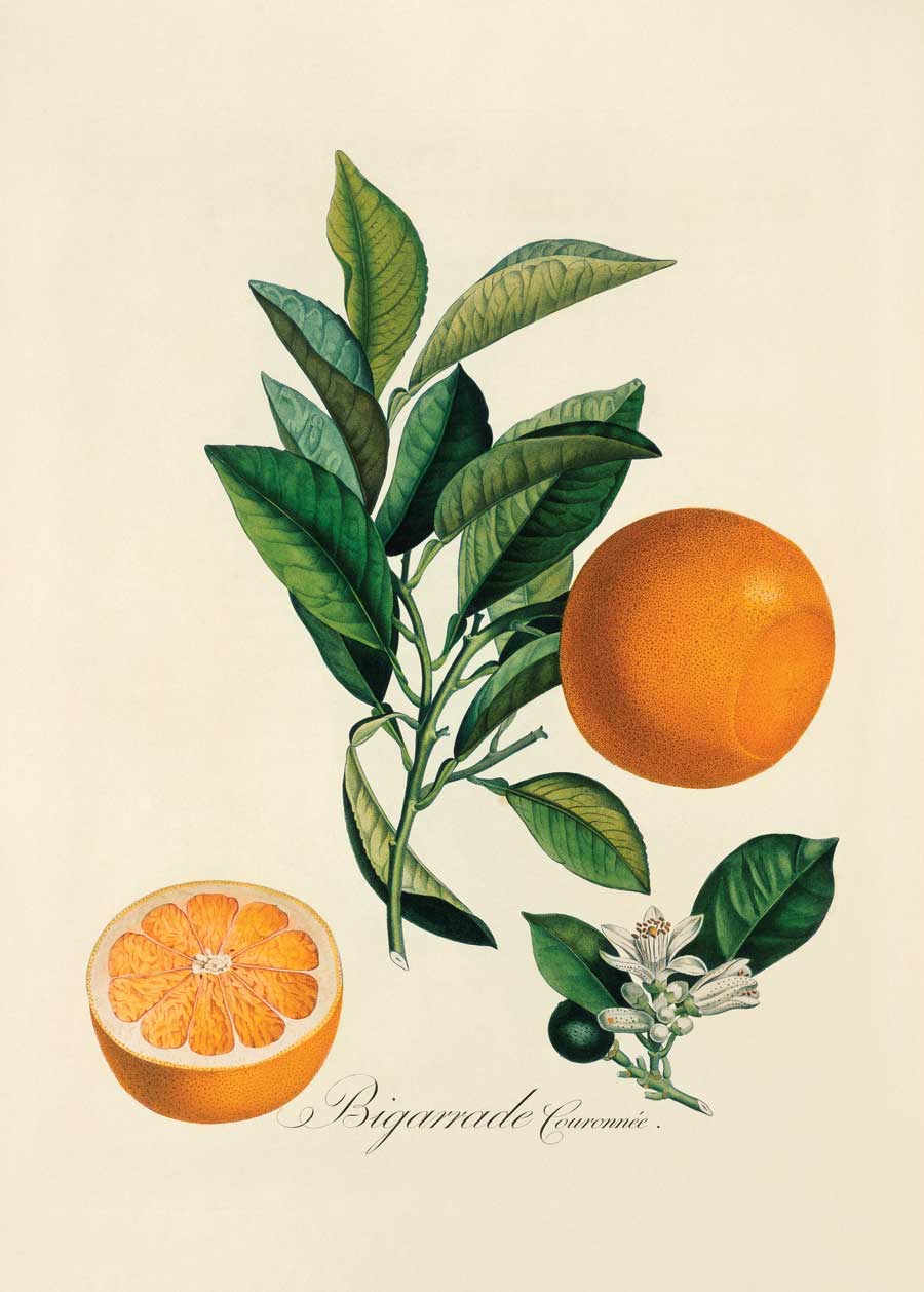 Citrus sinensis