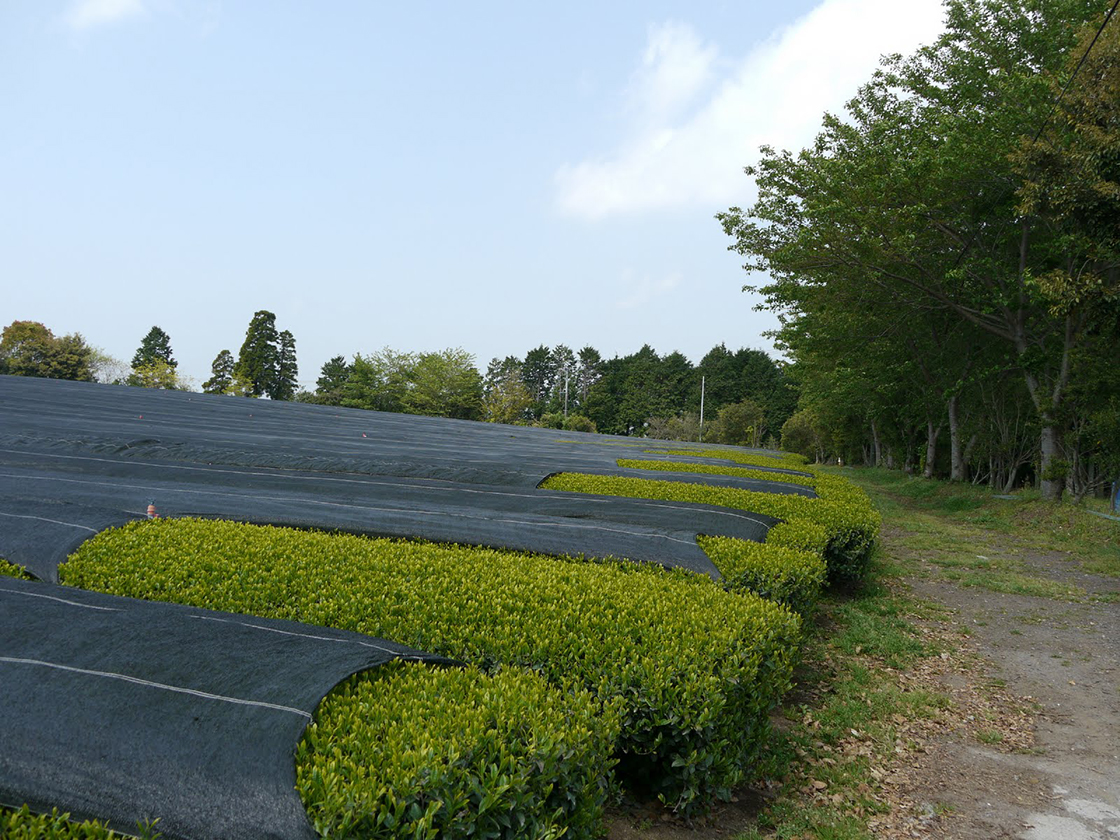 Jikagise árnyékolt zöld tea ültetvény Kagoshimában. Minden csak nem gyokuro