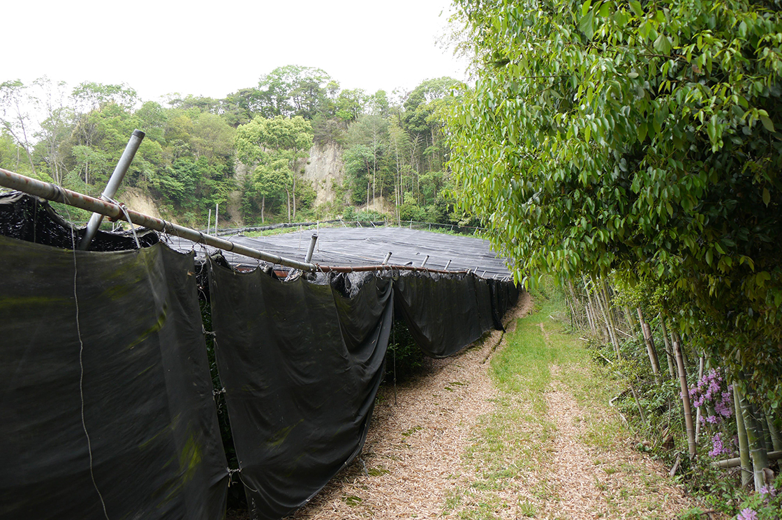 Egy másik árnyékolt ültetvény Ujitawarában. Itt látszik, ahogy a szemfüles termelők a végleges teljes árnyékoláshoz egyszerúen két hálót raktak egymásra, hogy elegendő hatékonysággal árnyékoljon.