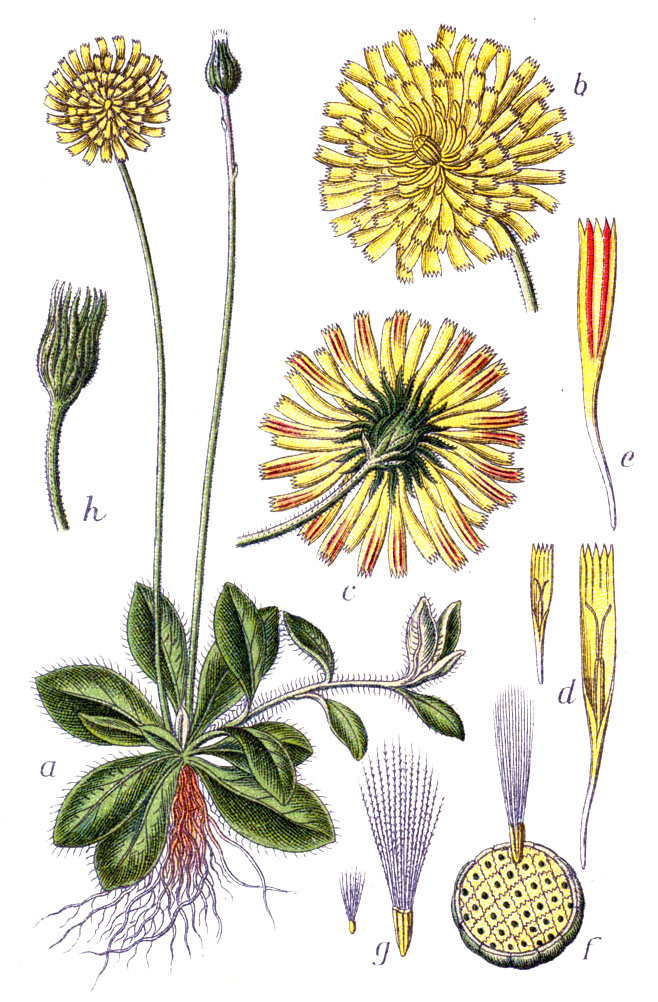 Hieracium pilosella L.  