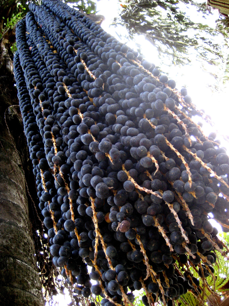 brazil áfonya termés