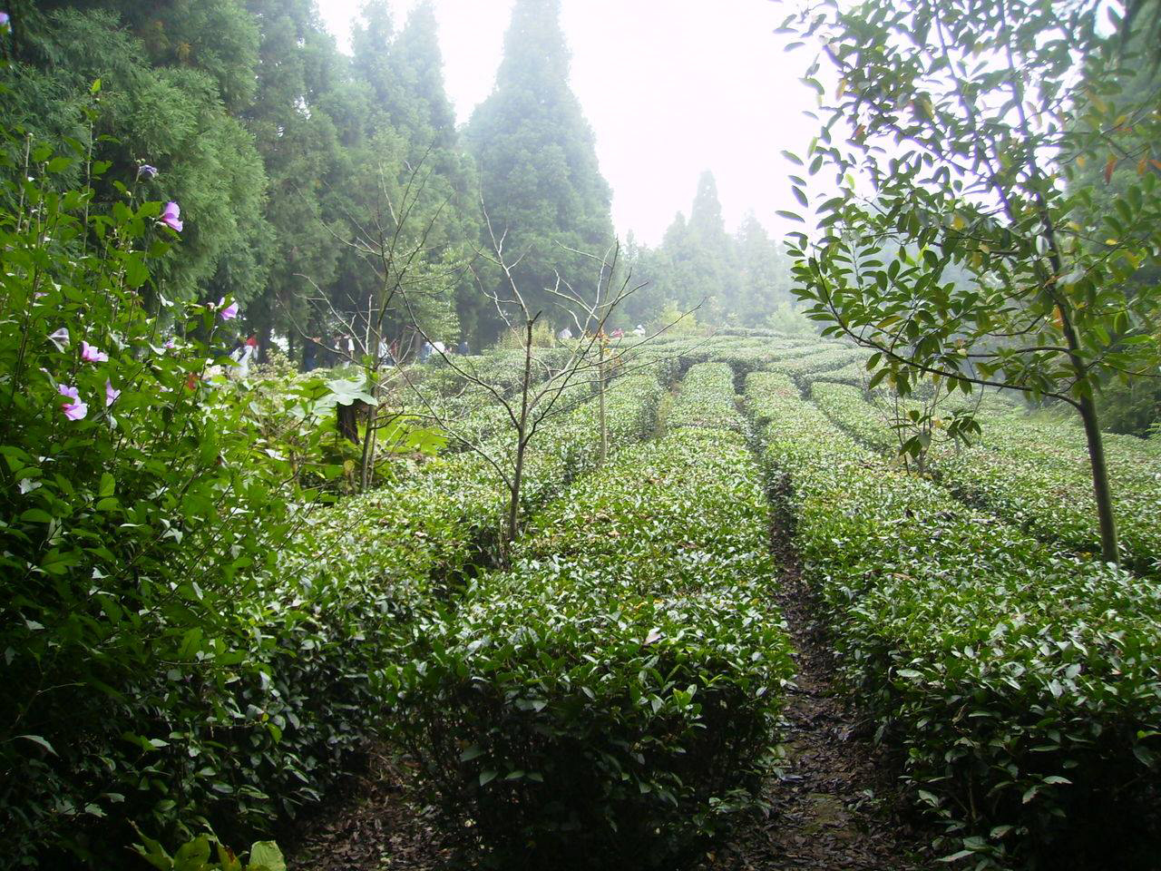 Qing Yan Ming Cui kínai zöld tea kert