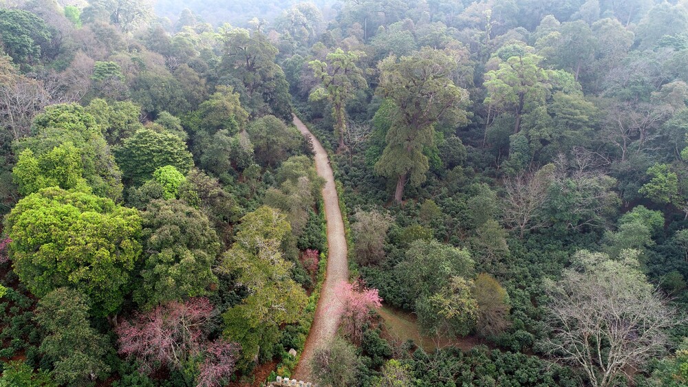 https://whc.unesco.org/en/list/1665 jingmai ősi teaerdők  Dapingzhang Old Tea Forest in the Jingmai Mountain