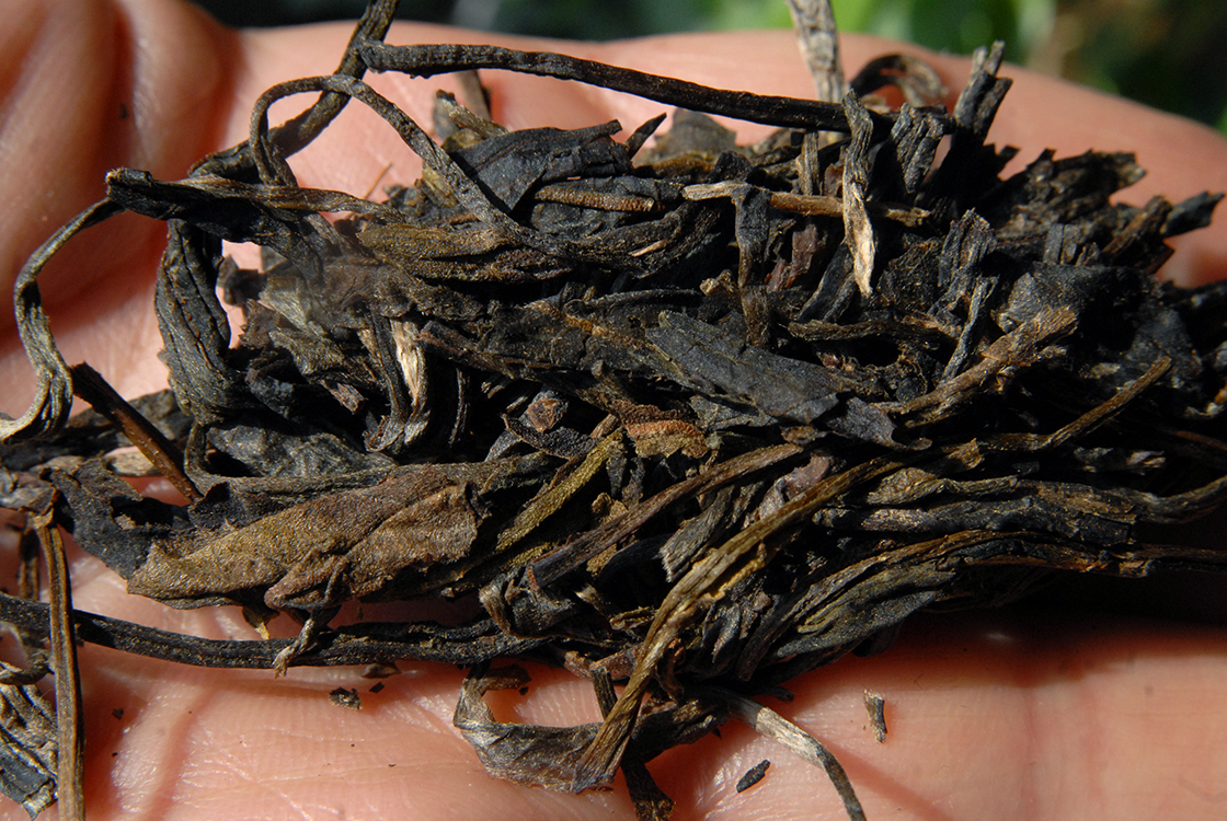 vén teafák a teaerdő mélyén 2007 kínai sheng puerh tea