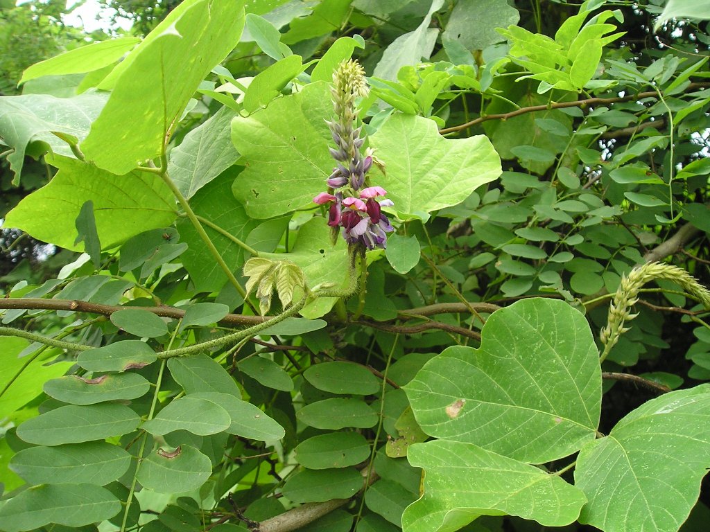 Pueraria montana  var var. lobata (Willd.) 