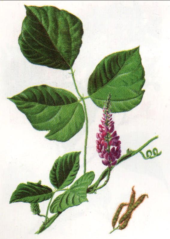 Pueraria montana  var var. lobata (Willd.) 