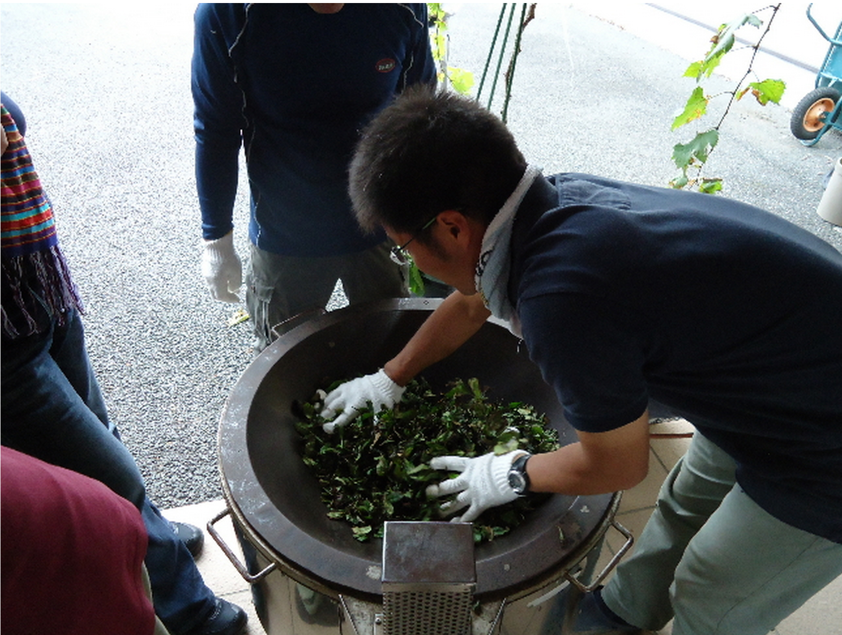 Issien gazdaságos kamairicha sütött japán zöld tea