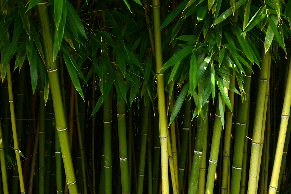 friss bambusz