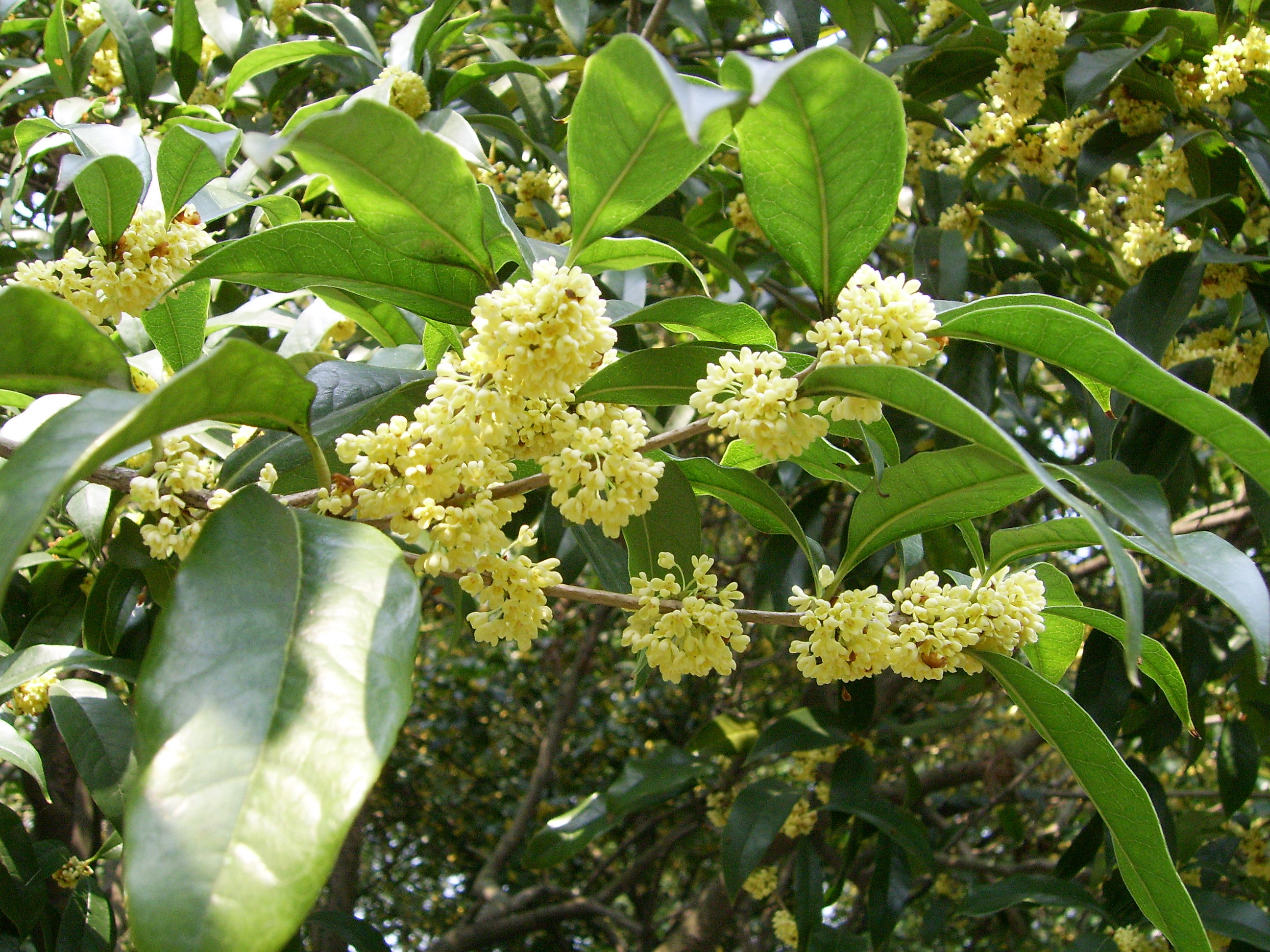 osmansthus oolong tea