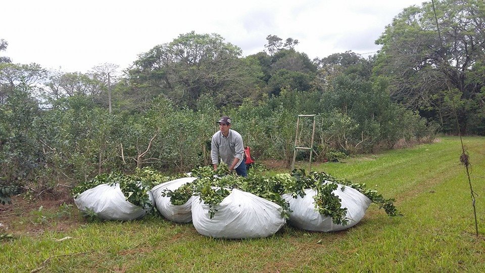 Selecta yerba mate tea