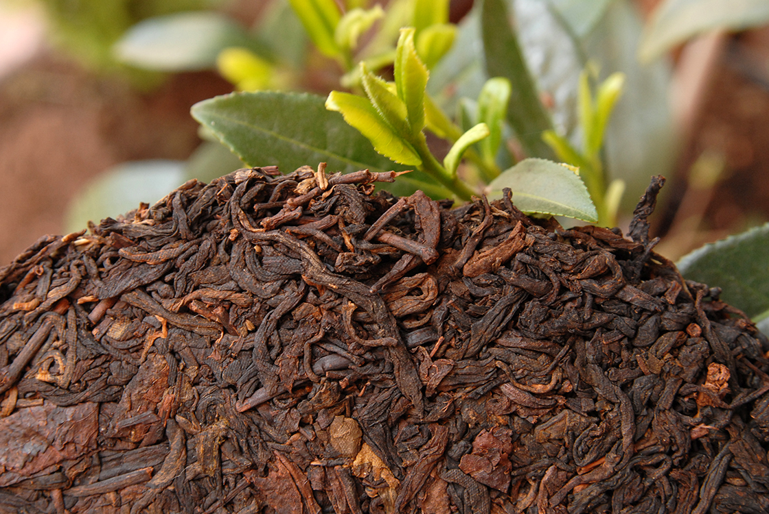 2005 lao tong zhi shu puerh tea