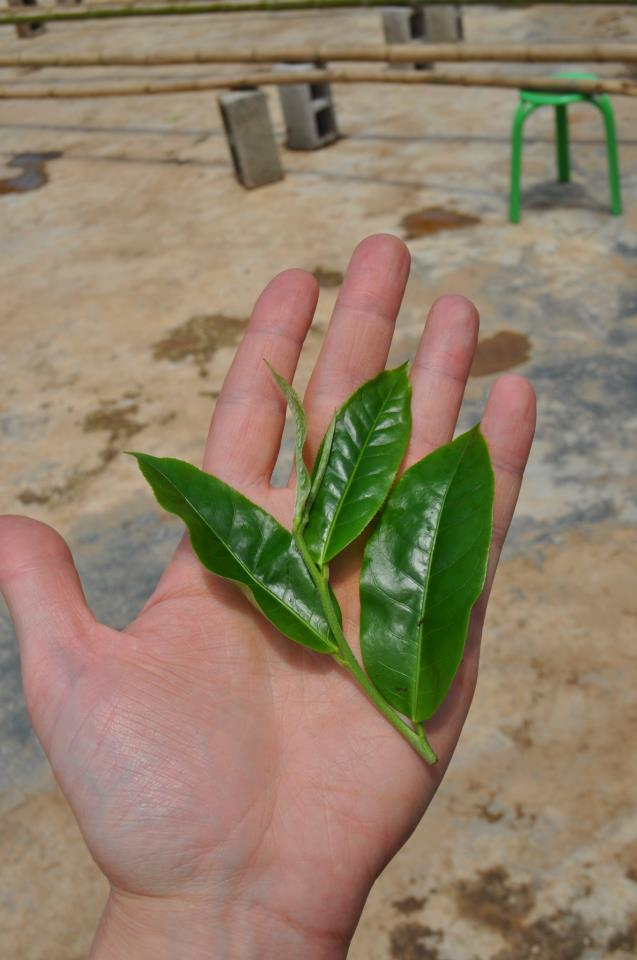 2015 wuliang sheng puerh tea