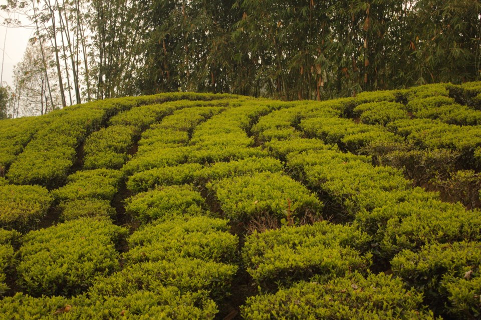 Nepál fehér tea ültetvény