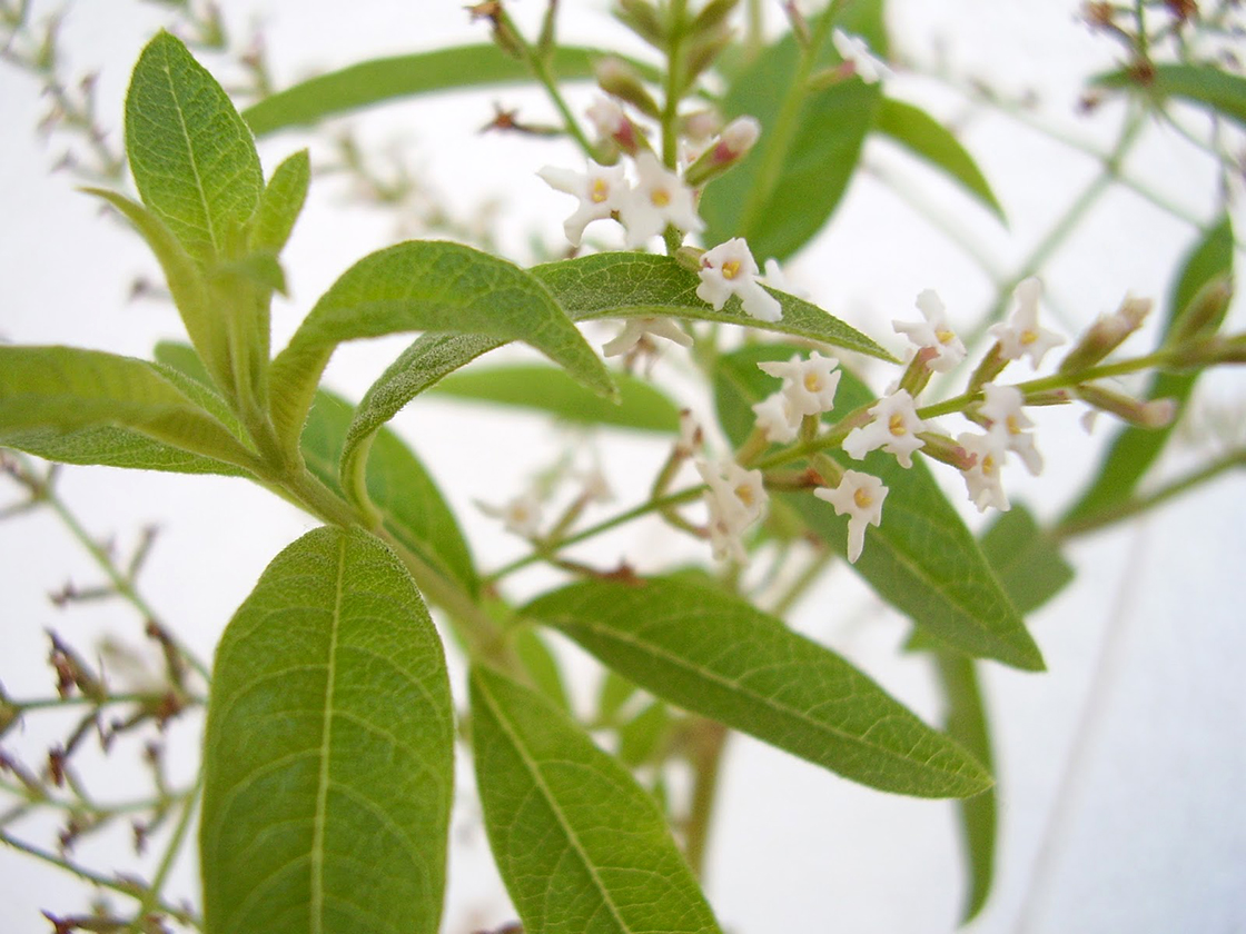 Aloysia polystachya burrito