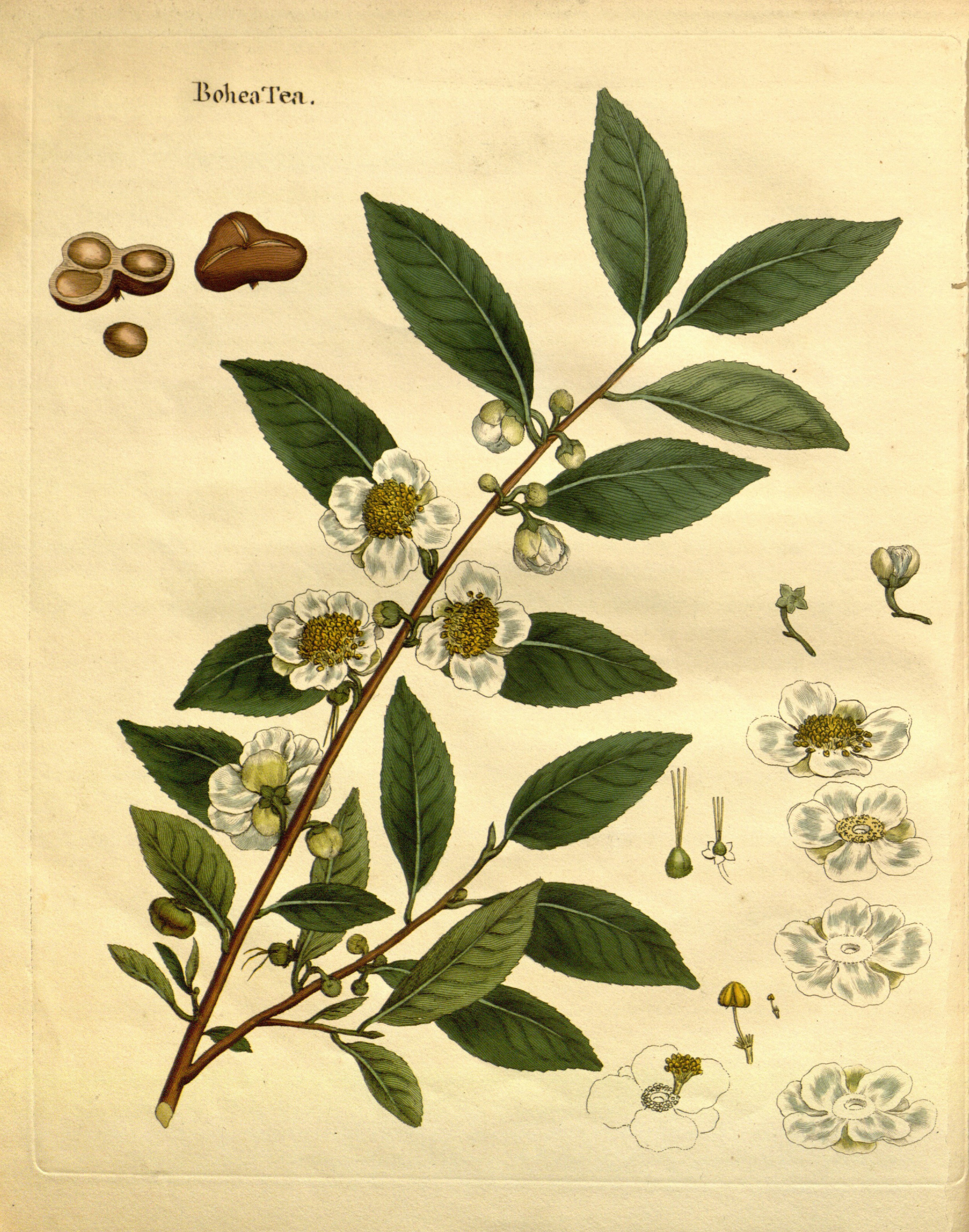  Camellia sinensis