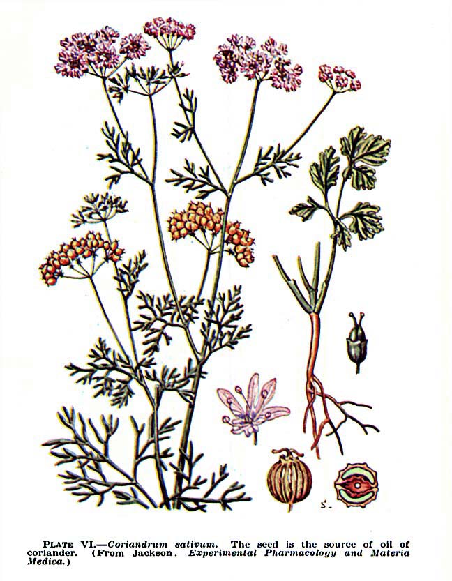 Coriandrum sativum