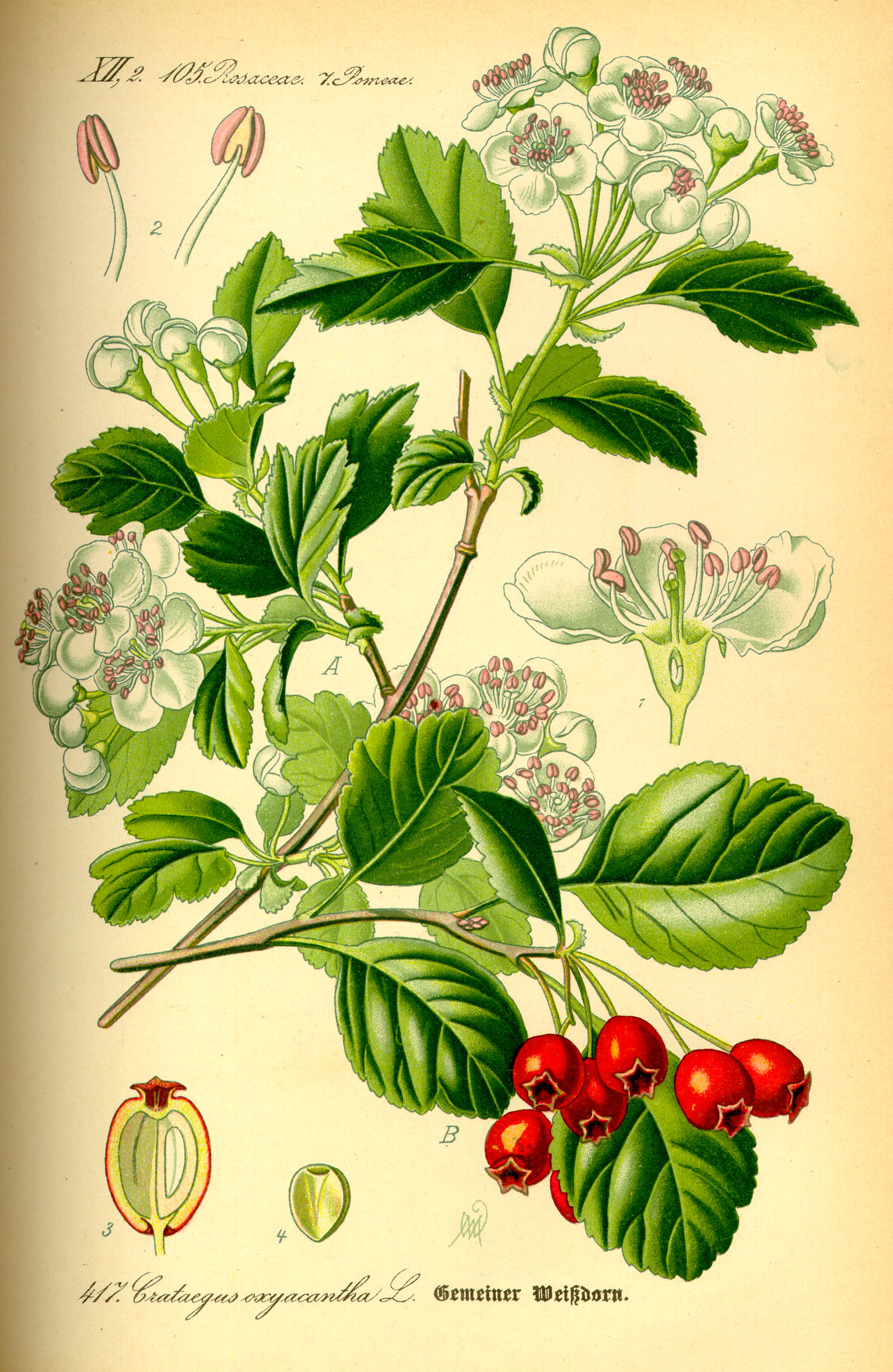 Crataegus