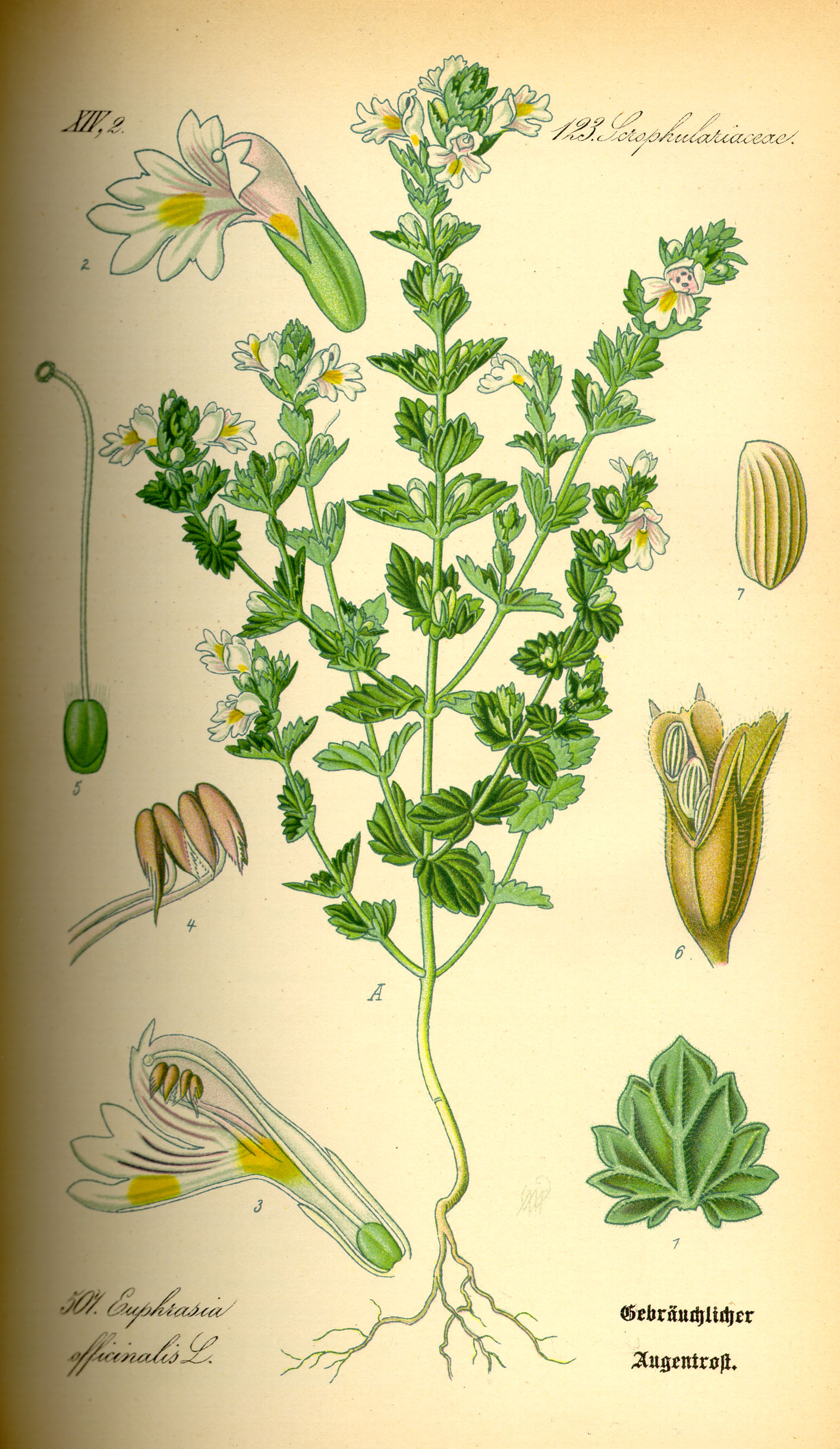 Euphrasia officinalis orvosi szemvidító