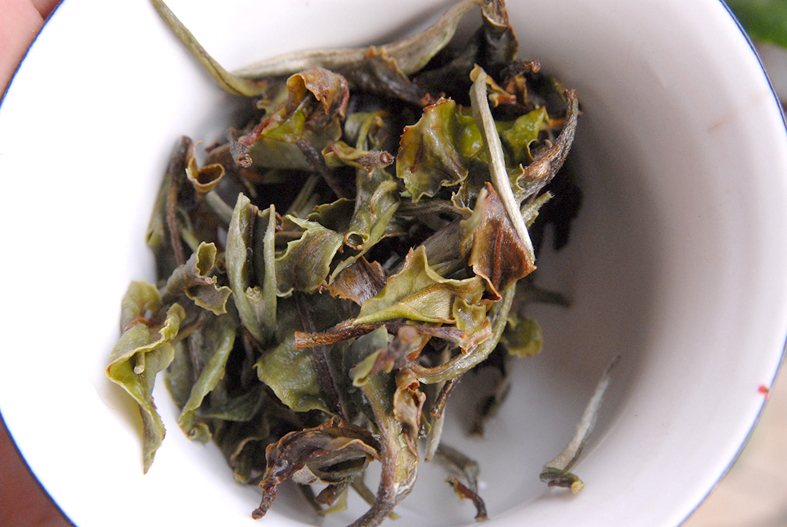 bai mudan tea leaf 