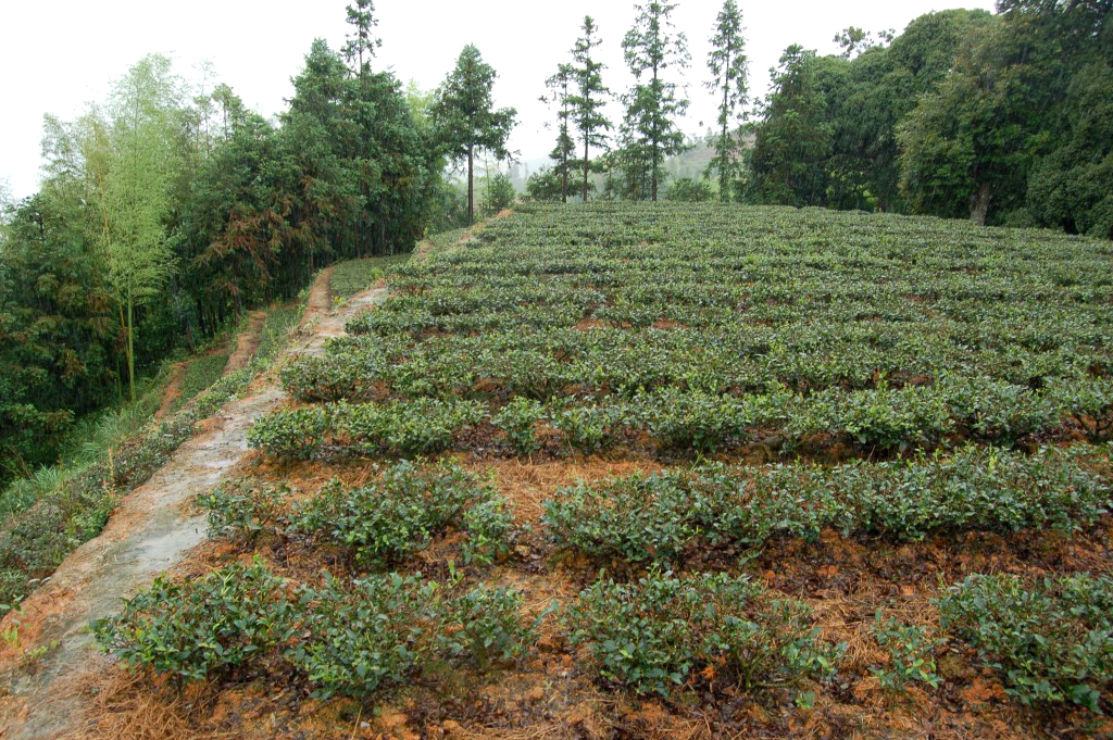 Fujian anxi kínai zöld és oolong teakert