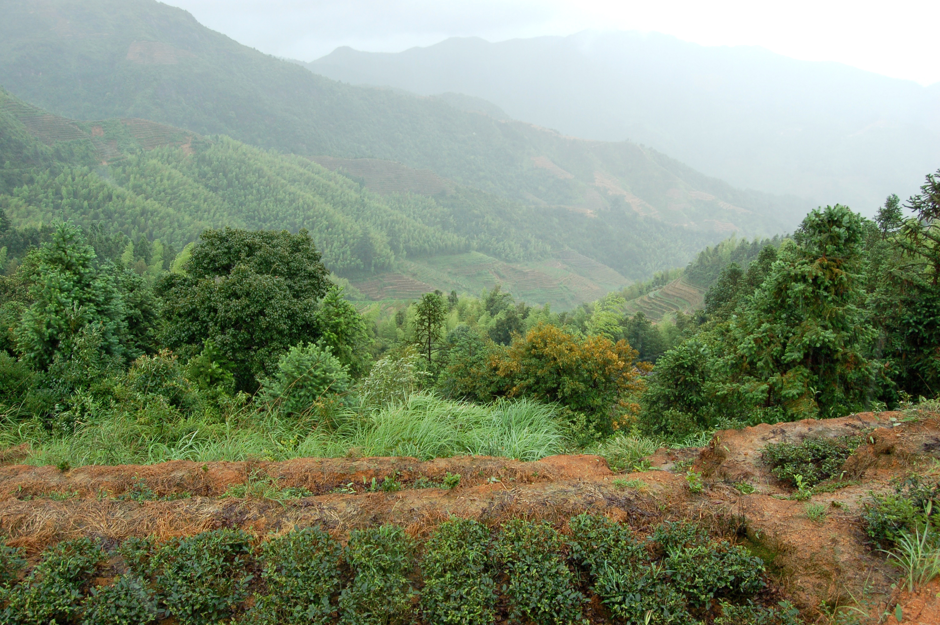 Fujian anxi kínai zöld és oolong tea farm