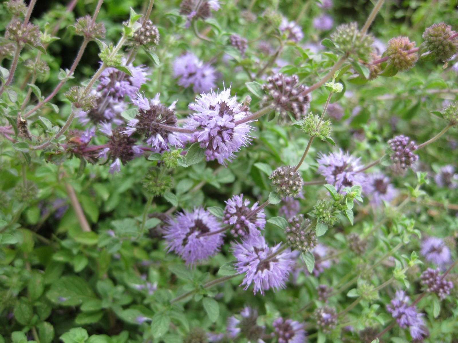 csombormenta