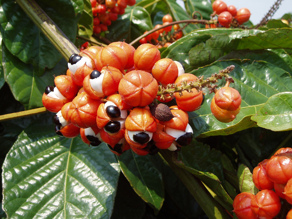 guaraná