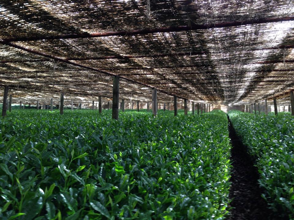 Hoshino Seichaen elegáns csillag sencha tea