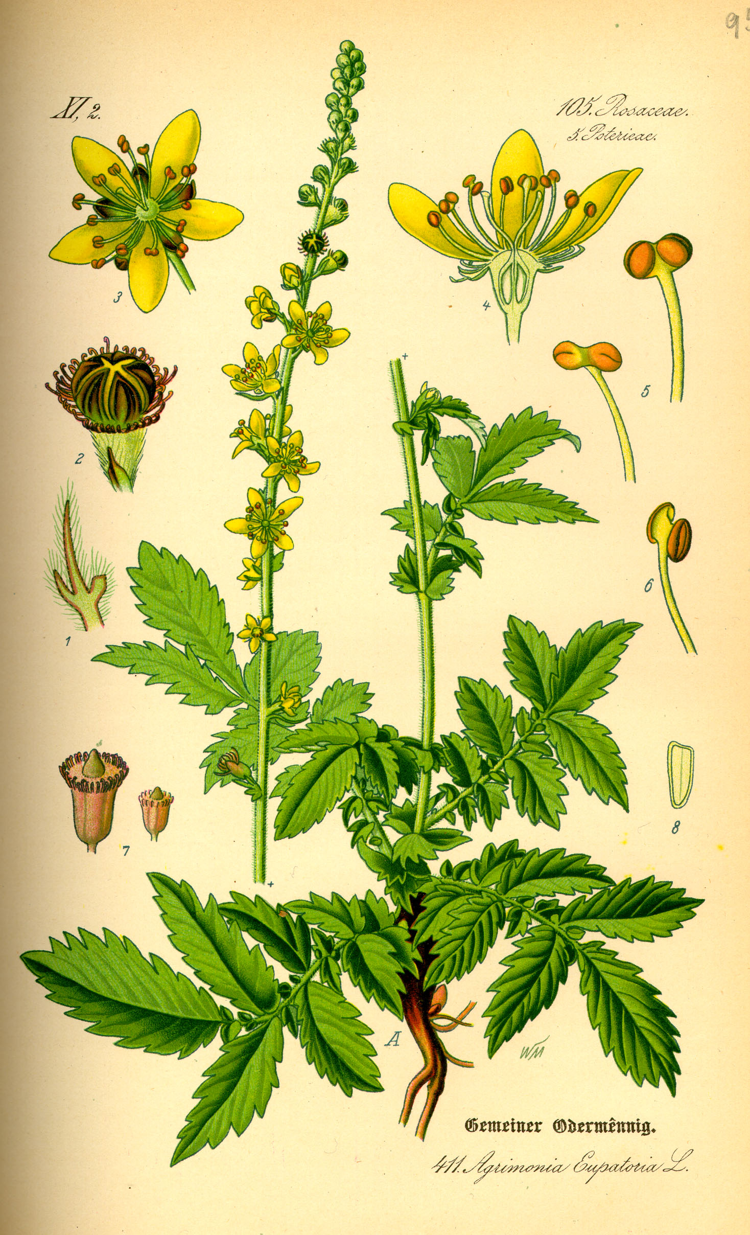 Agrimonia eupatoria