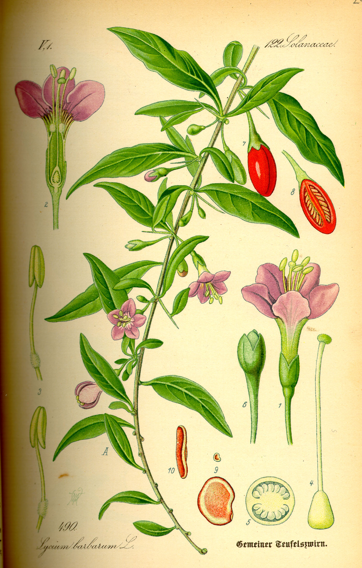 Lycium Barbarum