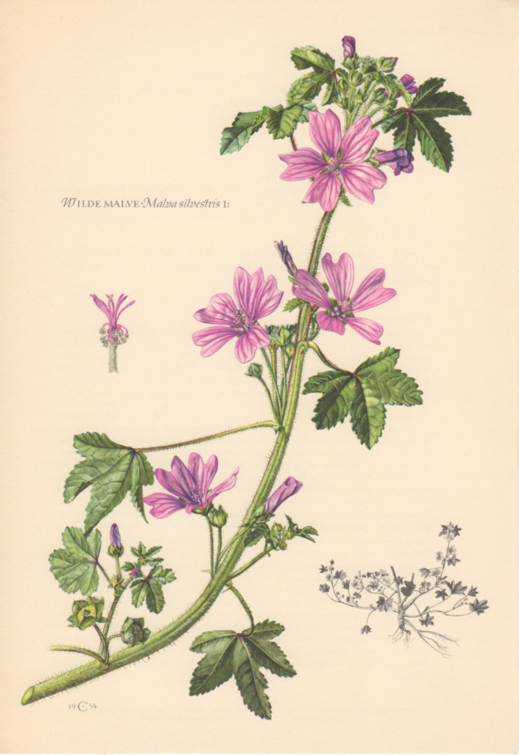 Malva