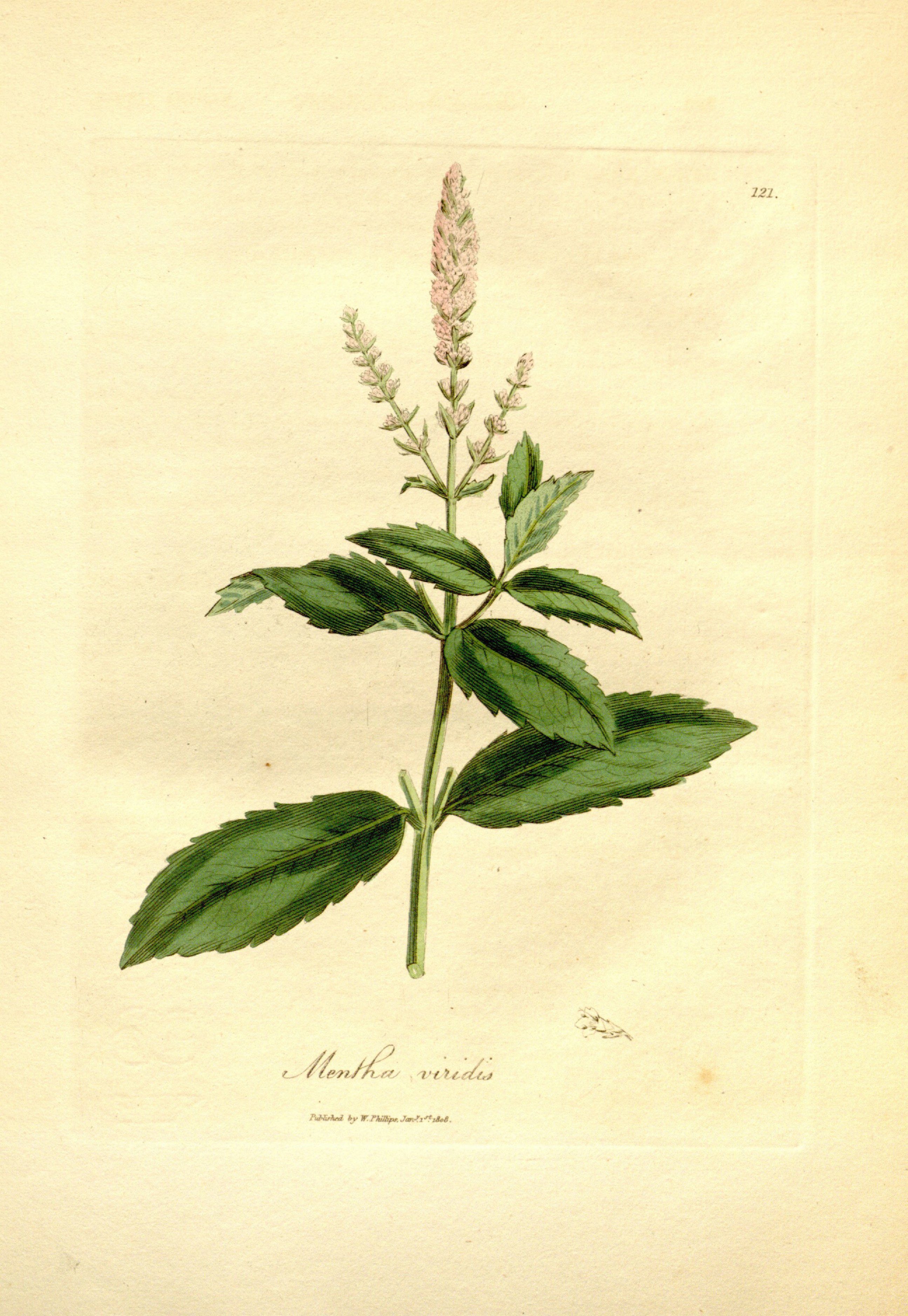 Menta viridis