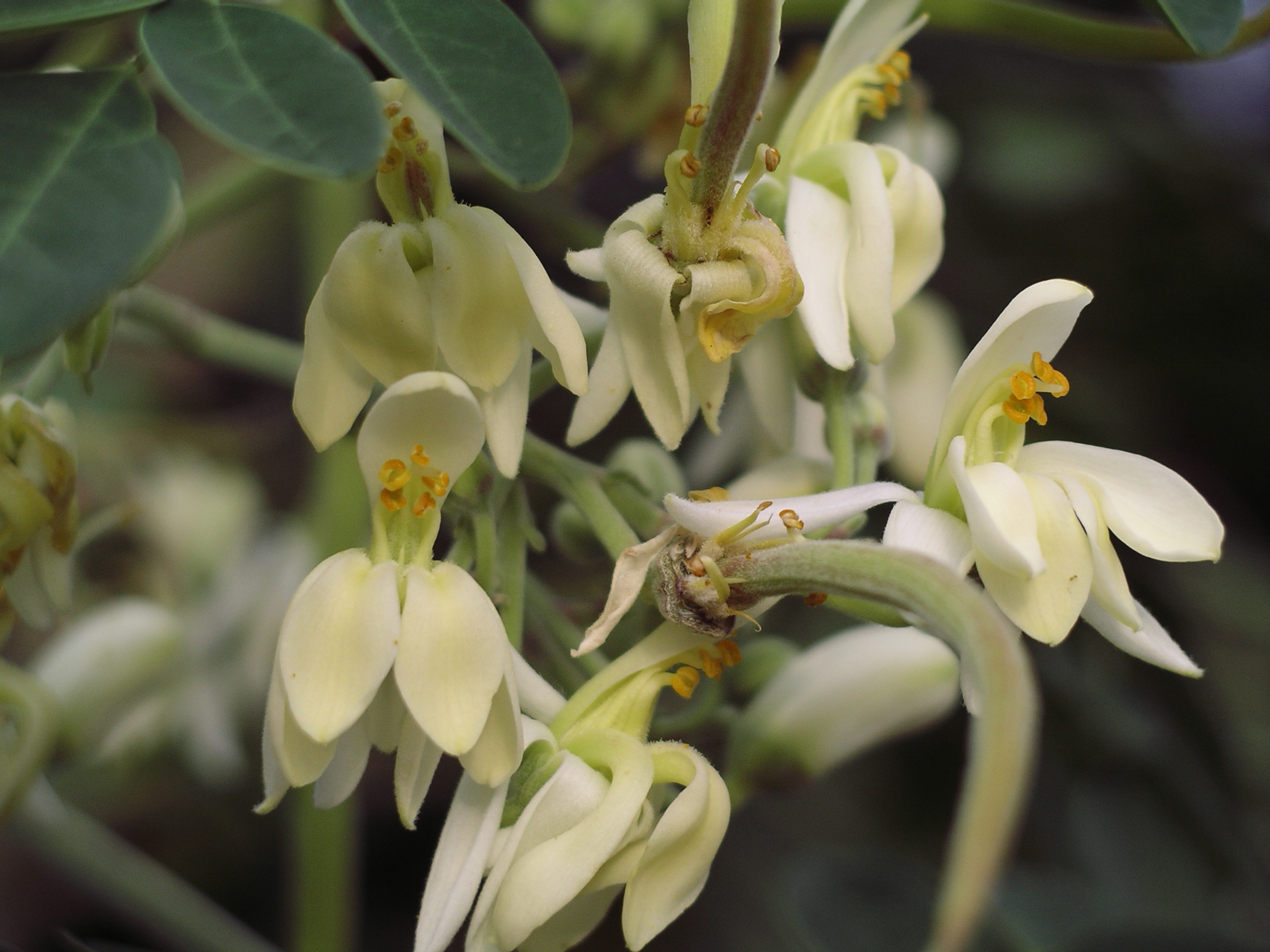 Moringa herbatea