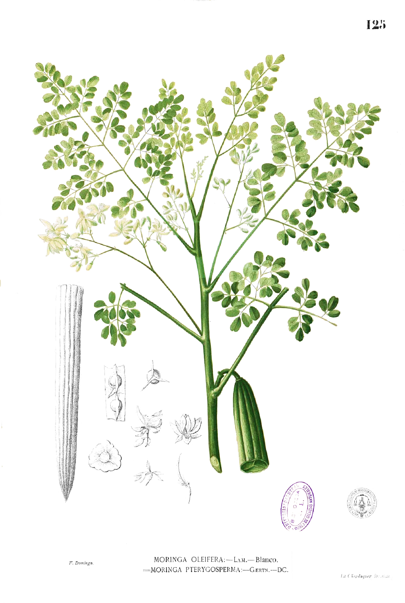 Moringa herbatea