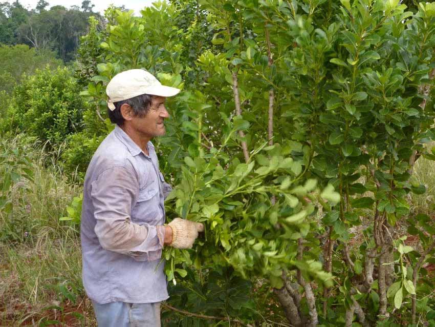 kraus BIO yerba mate tea