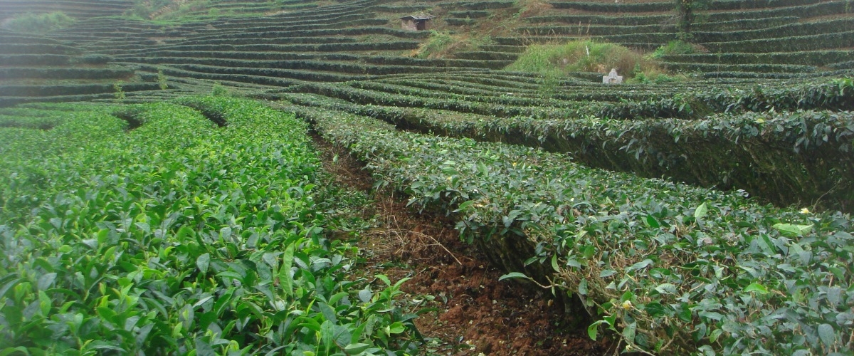 puerh tea ültetvény