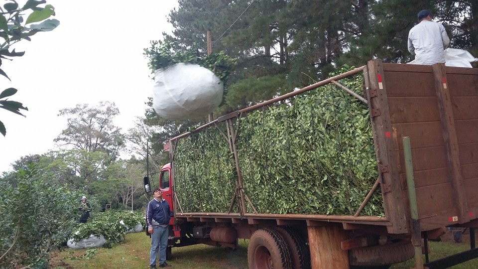 Selecta yerba mate tea