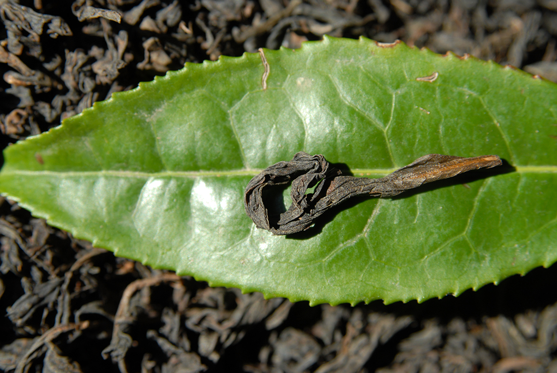 Shui Xian oolong tea