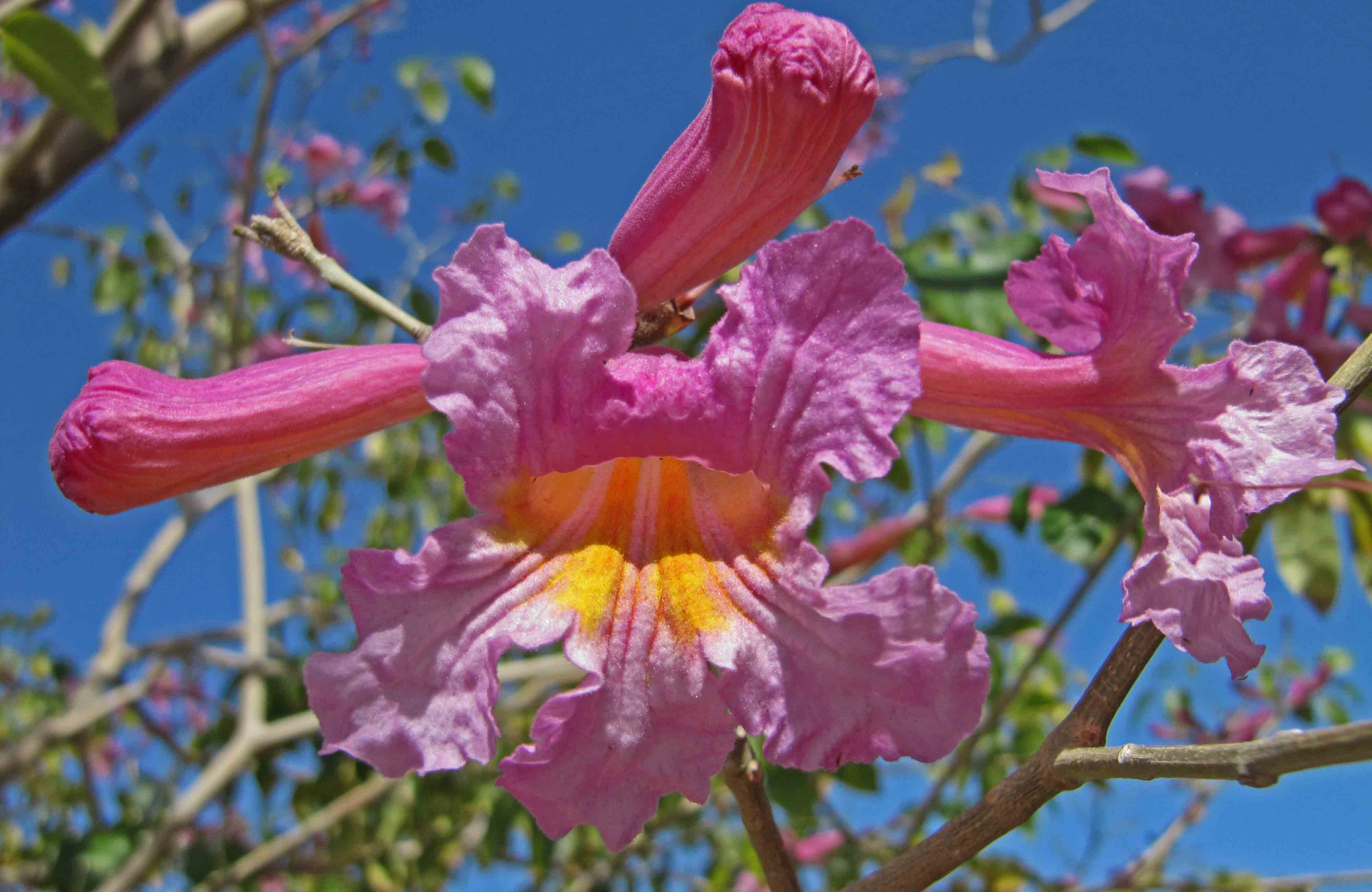 Tabebuia impetiginosa