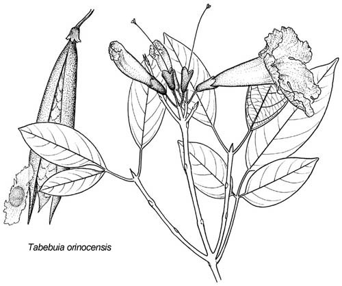 Tabebuia impetiginosa