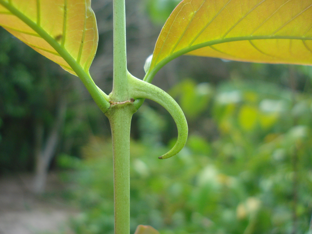 Uncaria tomentosa