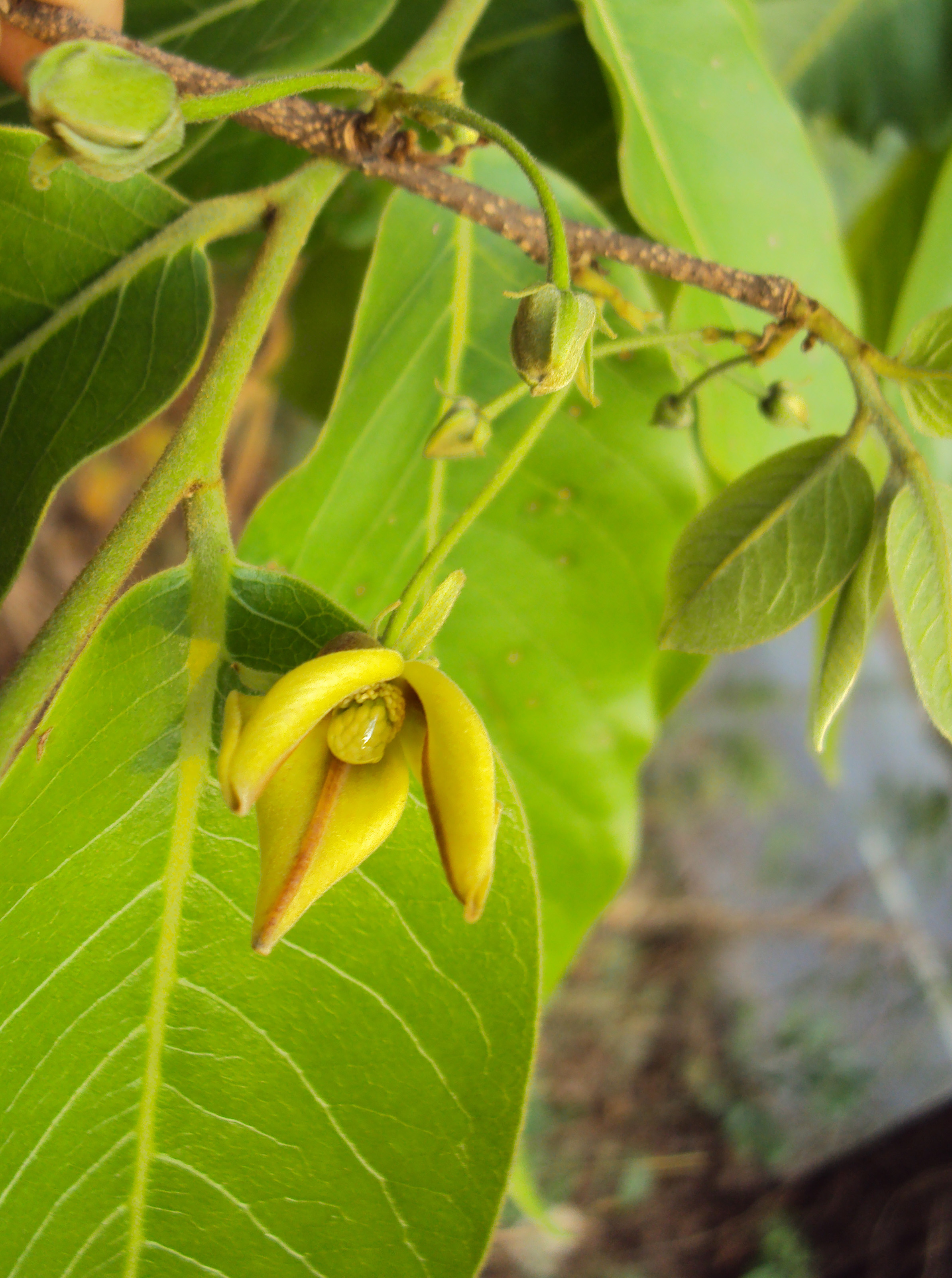 Uncaria tomentosa