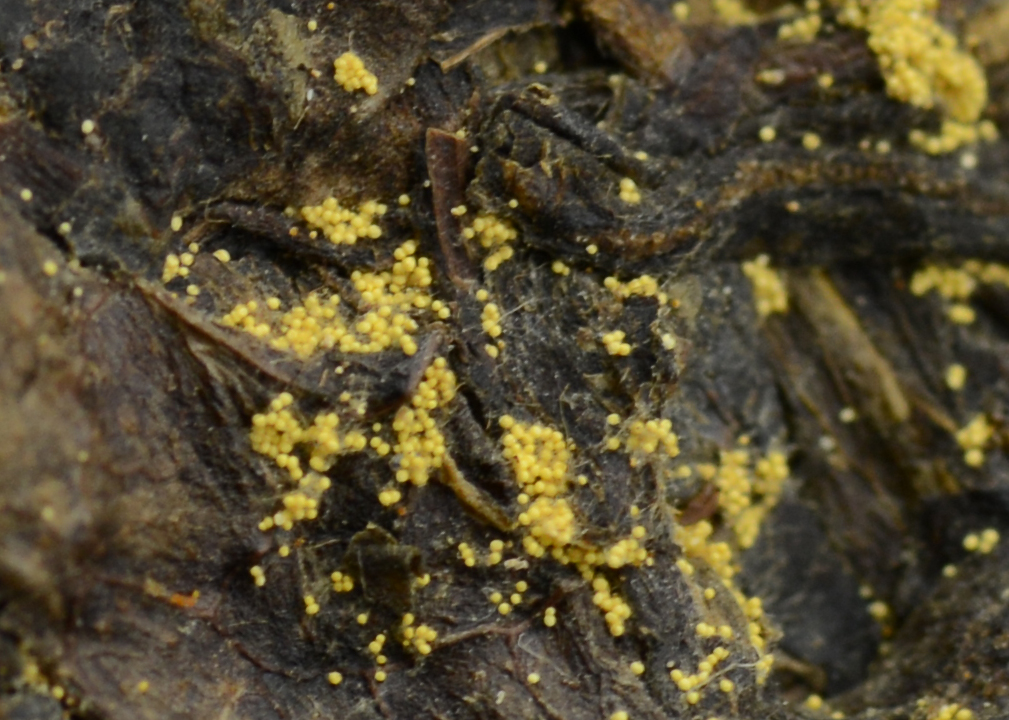 golden flower hei cha dark tea