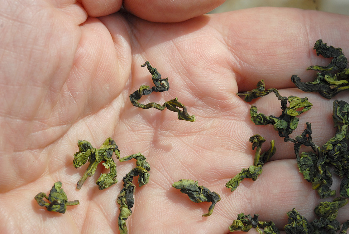 Zheng Wei Tie Guan Yin oolong tea