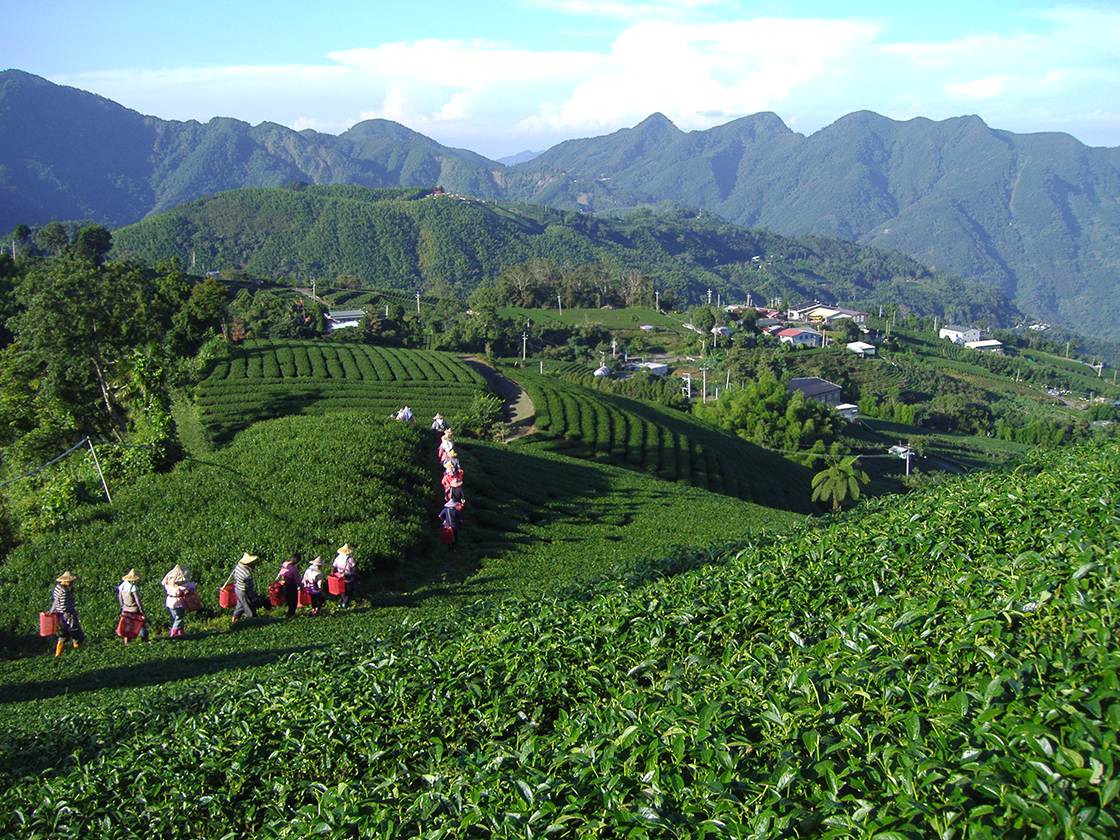 ahli shan tajvani oolong tea