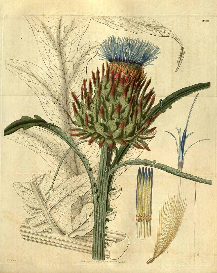 Cynara cardunculus