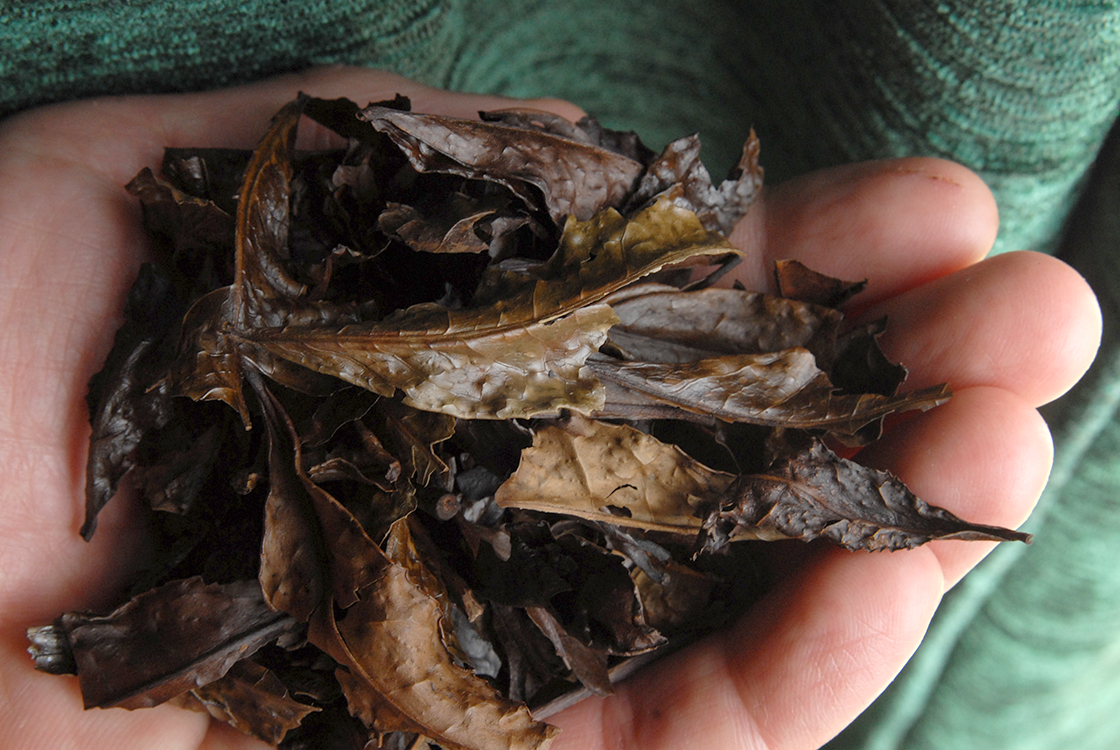 bancha japán tea