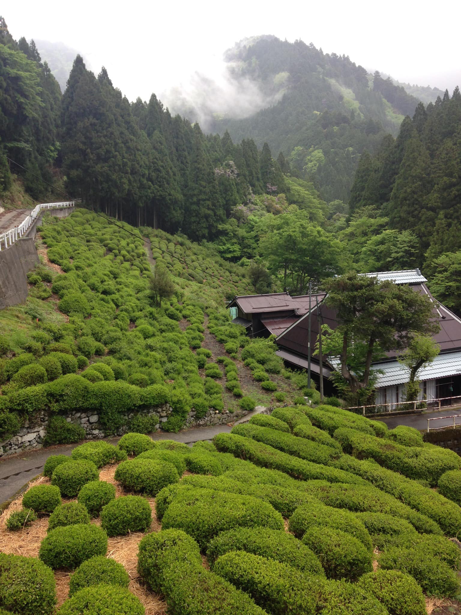 mandokoro tea