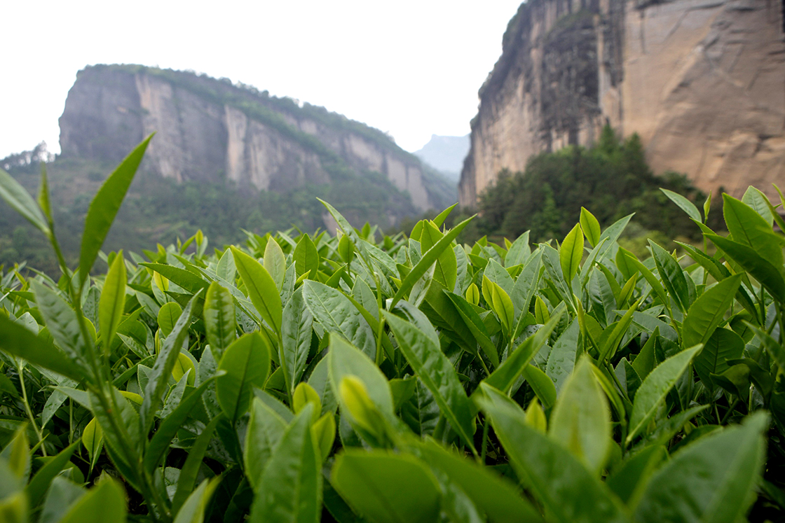 bantianyao wuyi shan rock tea