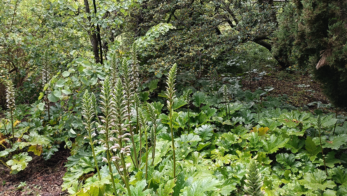 Giardini Botanici Hanbury 